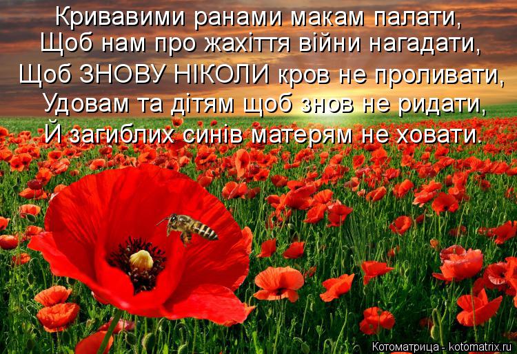 Котоматрица: Кривавими ранами макам палати, Щоб нам про жахіття війни нагадати, Щоб ЗНОВУ НІКОЛИ кров не проливати, Удовам та дітям щоб знов не ридати, Й 