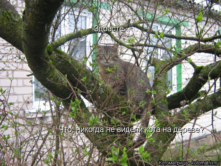 Котоматрица: Что, никогда не видели кота на дереве? Здрасте...