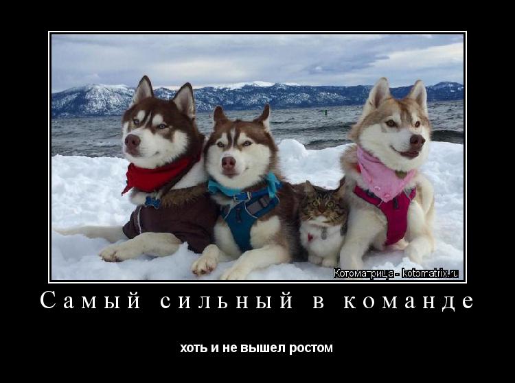 Котоматрица: Самый сильный в команде хоть и не вышел ростом