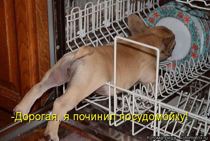 Котоматрица: -Дорогая, я починил посудомойку!