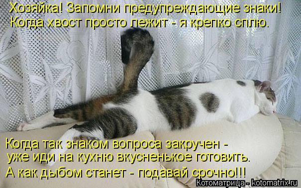 Котоматрица: Хозяйка! Запомни предупреждающие знаки! Когда хвост просто лежит - я крепко сплю. Когда так знаком вопроса закручен -  уже иди на кухню вкусн