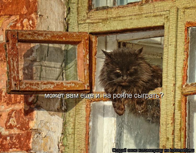 Котоматрица: может вам еще и  на рояле сыграть?