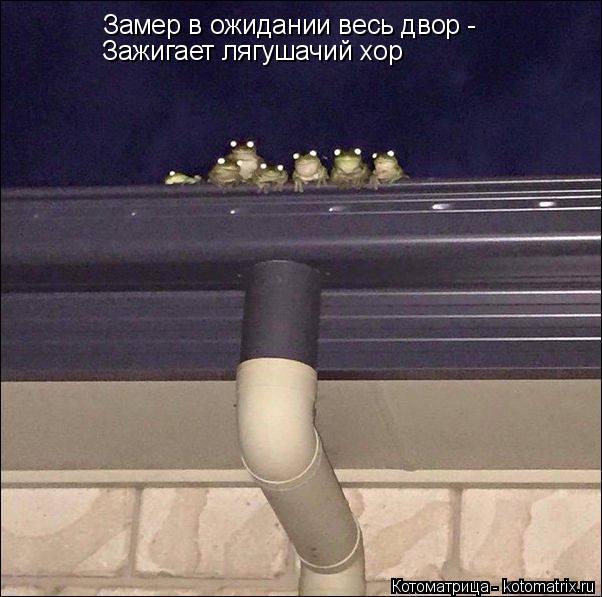 Котоматрица: Замер в ожидании весь двор - Зажигает лягушачий хор