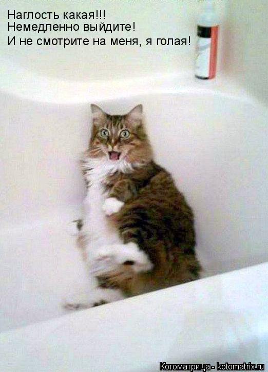 Котоматрица: Немедленно выйдите! Наглость какая!!! И не смотрите на меня, я голая!