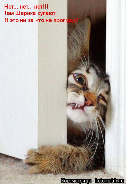 Котоматрица: Нет... нет... нет!!! Там Шарика купают. Я это ни за что не пропущу!