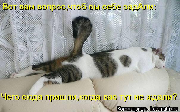 Котоматрица: Вот вам вопрос,чтоб вы себе задАли: Чего сюда пришли,когда вас тут не ждали?