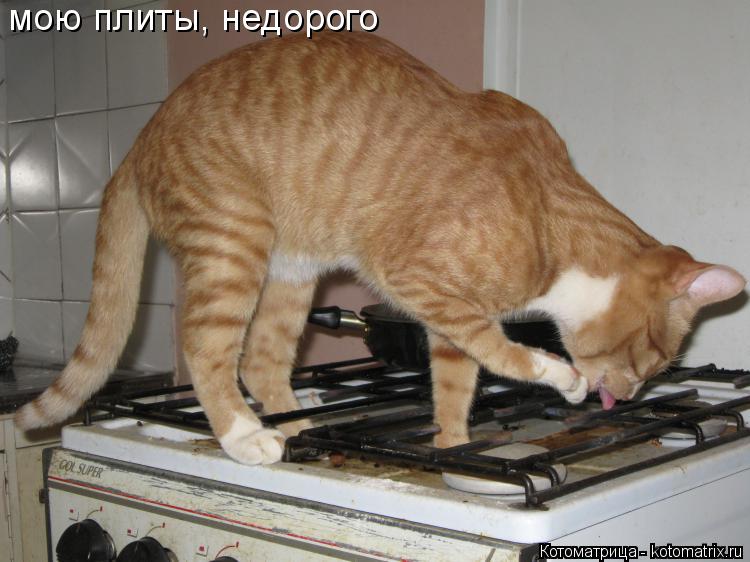 Котоматрица: мою плиты, недорого