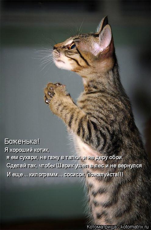 Котоматрица: Боженька! Я хороший котик,  я ем сухари, не гажу в тапки, и не деру обои. Сделай так, чтобы Шарик ушел в лес и не вернулся И еще... килограмм... сос