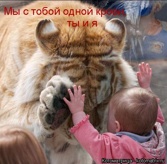Котоматрица: Мы с тобой одной крови, ты и я