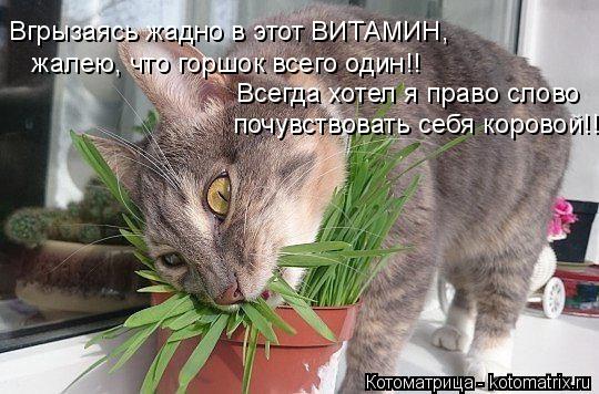 Вгрызаясь жадно в этот ВИТАМИН, жалею, что горшок всего один!! Всегда хотел я право слово почувствова... Котоматрица: Вгрызаясь жадно в этот ВИТАМИН, жалею, что горшок всего один!! Всегда хотел я право слово почувствовать себя коровой!!