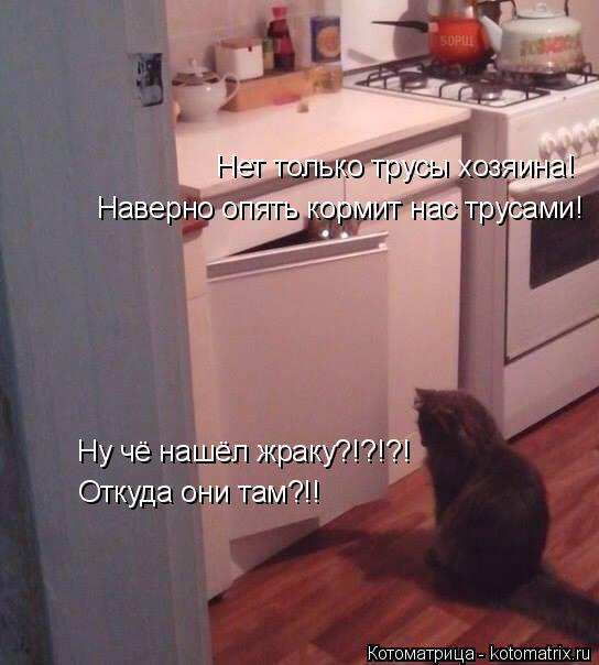 Котоматрица: Ну чё нашёл жраку?!?!?! Нет только трусы хозяина! Откуда они там?!! Наверно опять кормит нас трусами!