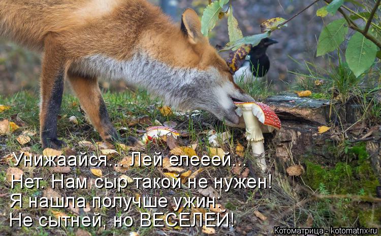Котоматрица: Унижаайся... Лей елееей... Нет. Нам сыр такой не нужен! Я нашла получше ужин: Не сытней, но ВЕСЕЛЕЙ!