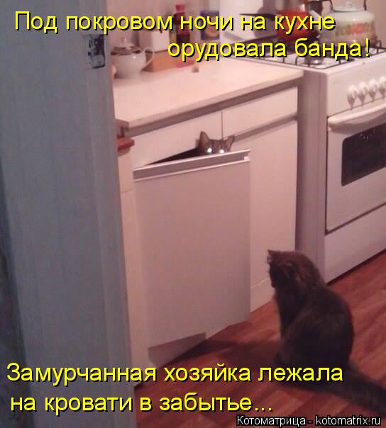 Под покровом ночи на кухне орудовала банда! Замурчанная хозяйка лежала на кровати в забытье...... Котоматрица: Под покровом ночи на кухне орудовала банда! Замурчанная хозяйка лежала на кровати в забытье...