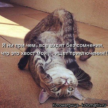 Котоматрица: Я ни при чем, все видят без сомнения, что это хвост мой ... ищет приключения!!