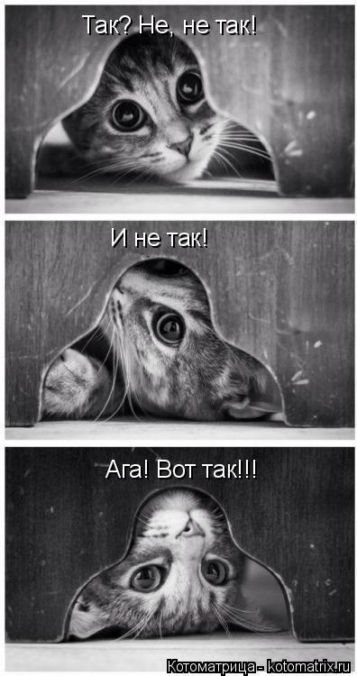 Котоматрица: Так? Не, не так! И не так! Ага! Вот так!!!