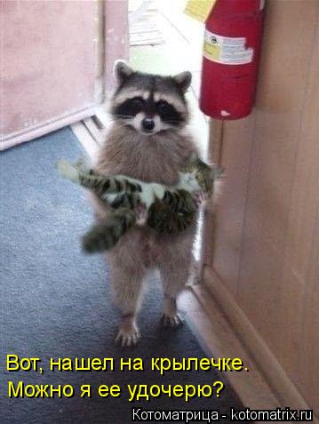 Котоматрица: Вот, нашел на крылечке. Можно я ее удочерю?