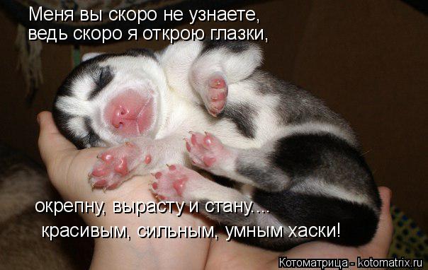 Котоматрица: Меня вы скоро не узнаете,  ведь скоро я открою глазки, окрепну, вырасту и стану.... красивым, сильным, умным хаски!