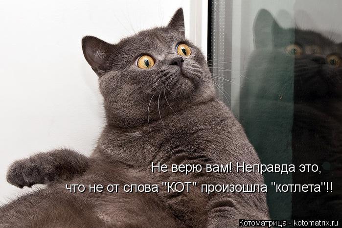Котоматрица: Не верю вам! Неправда это, что не от слова "КОТ" произошла "котлета"!!