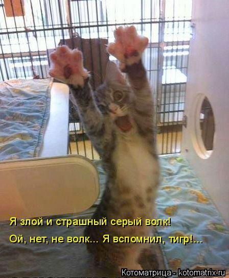 Котоматрица: Ой, нет, не волк... Я вспомнил, тигр!... Я злой и страшный серый волк!
