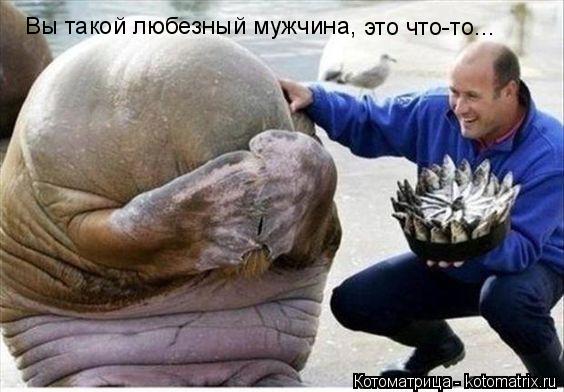 Котоматрица: Вы такой любезный мужчина, это что-то...