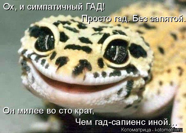 Котоматрица: Ох, и симпатичный ГАД! Просто гад. Без запятой. Он милее во сто крат, Чем гад-сапиенс иной…