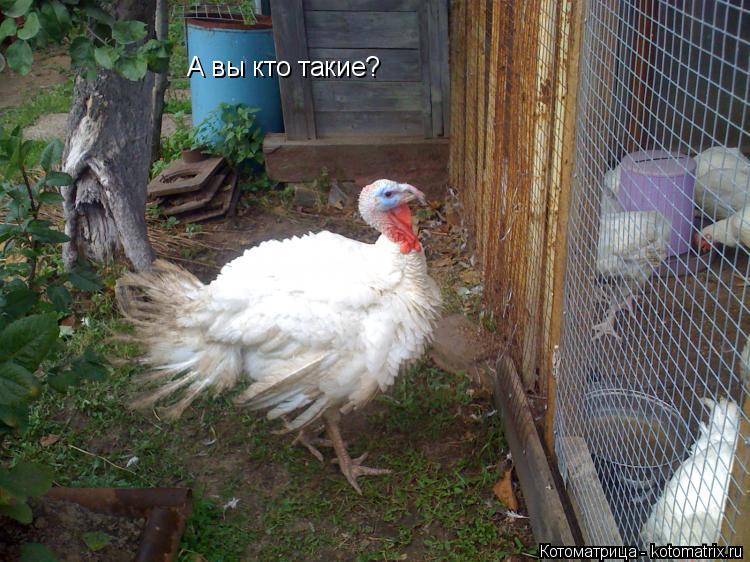 Котоматрица: А вы кто такие?