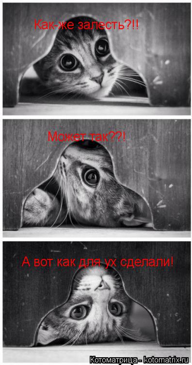 Котоматрица: Как-же залесть?!! Может так??! А вот как для ух сделали!