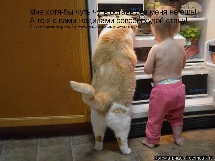 Котоматрица: Мне хотя-бы чуть чуть оставь без меня не ешь! А то я с вами жадинами совсем худой стану! Я накапливаю жир что-бы стать самым жирным котом в мир