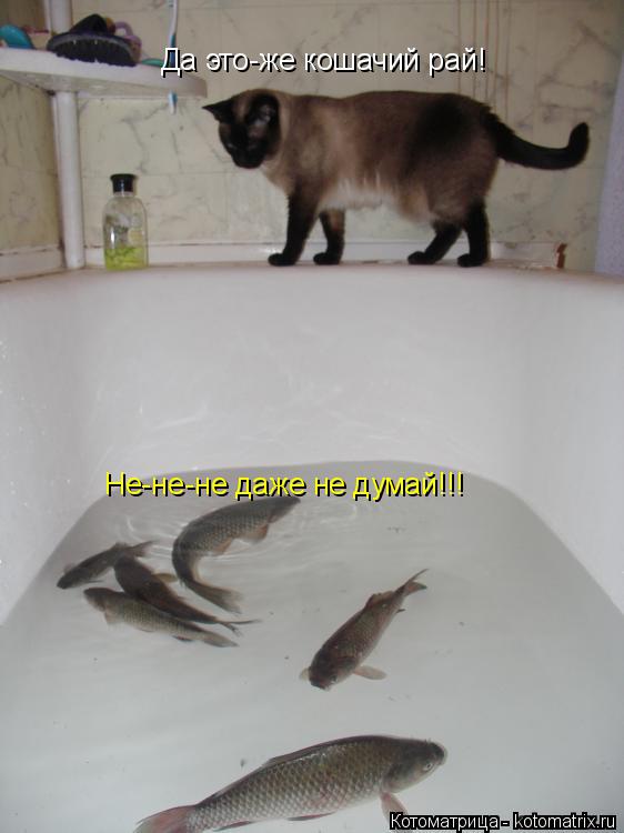 Котоматрица: Да это-же кошачий рай! Не-не-не даже не думай!!!