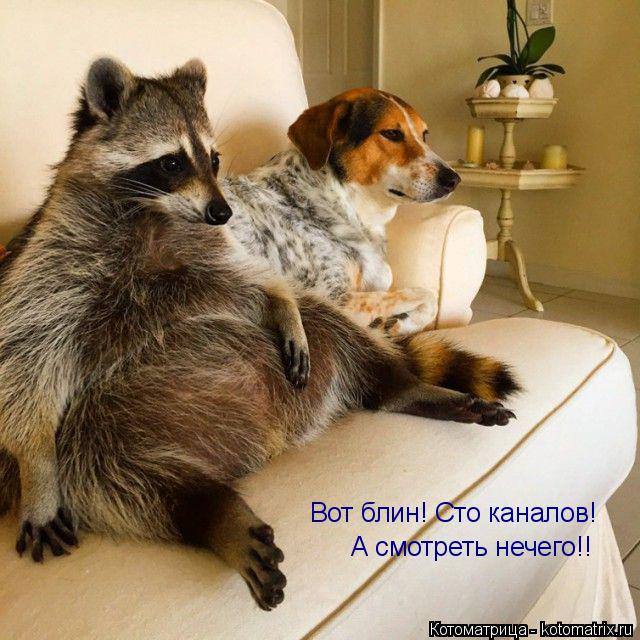 Котоматрица: Вот блин! Сто каналов! А смотреть нечего!!