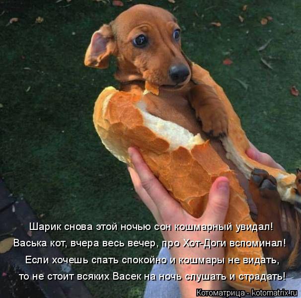 Котоматрица: Шарик снова этой ночью сон кошмарный увидал! Васька кот, вчера весь вечер, про Хот-Доги вспоминал! Если хочешь спать спокойно и кошмары не ви