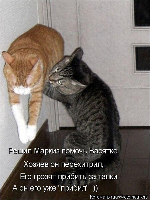 Котоматрица: Решил Маркиз помочь Васятке Хозяев он перехитрил, Его грозят прибить за тапки А он его уже "прибил" :))