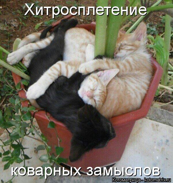 Котоматрица: Хитросплетение коварных замыслов