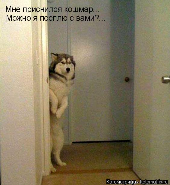 Котоматрица: Мне приснился кошмар... Можно я посплю с вами?...