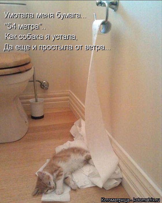 Котоматрица: Умотала меня бумага... "54 метра".. Как собака я устала, Да еще и простыла от ветра...
