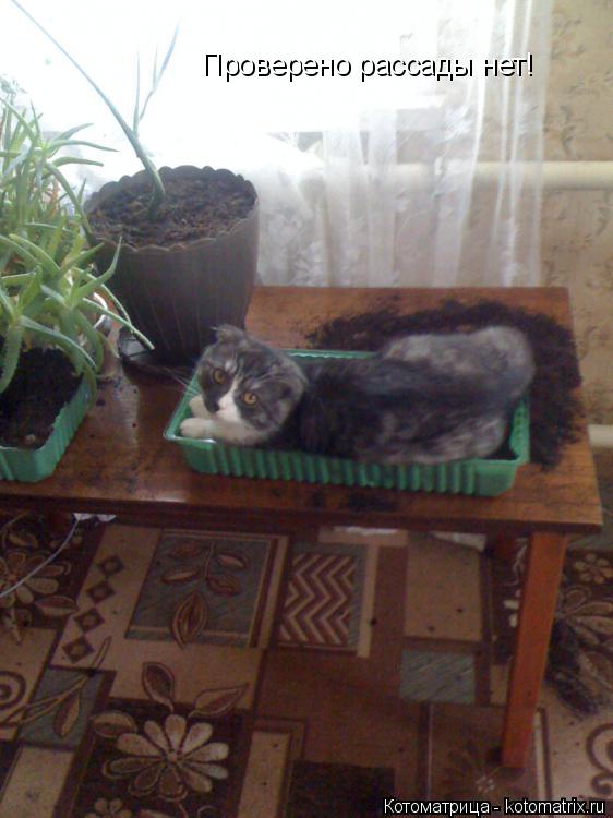 Котоматрица: Проверено рассады нет!