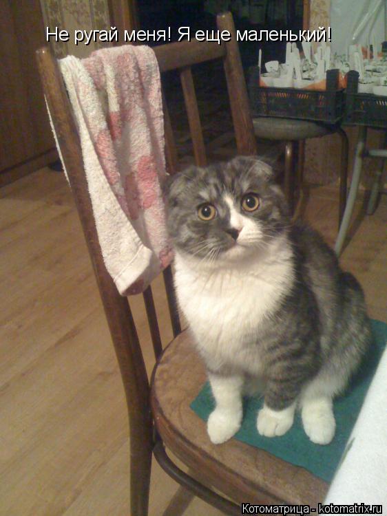 Котоматрица: Не ругай меня! Я еще маленький!