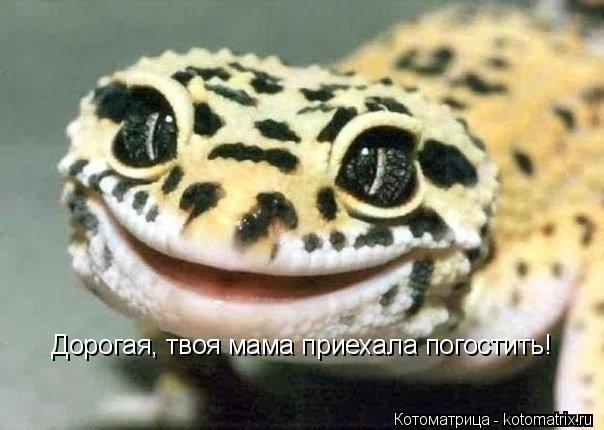 Котоматрица: Дорогая, твоя мама приехала погостить!