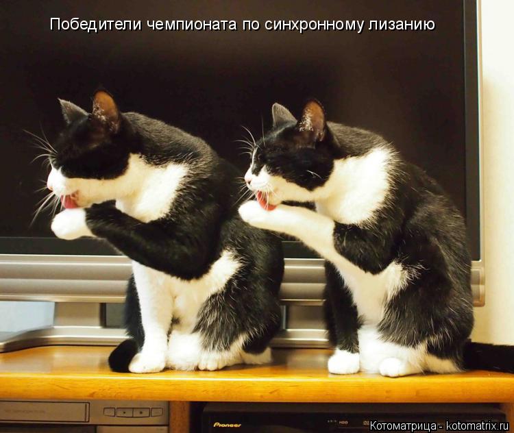 Котоматрица: Победители чемпионата по синхронному лизанию