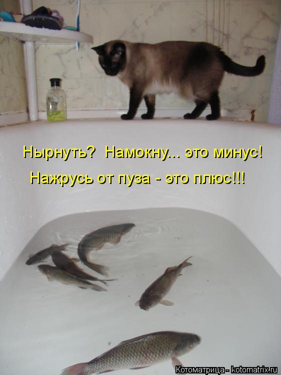 Котоматрица: Нырнуть?  Намокну... это минус! Нажрусь от пуза - это плюс!!!