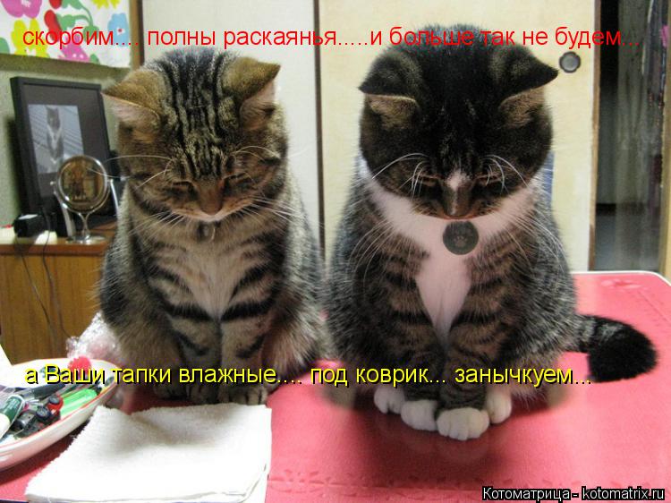 Котоматрица: скорбим.... полны раскаянья.....и больше так не будем... а Ваши тапки влажные.... под коврик... занычкуем...