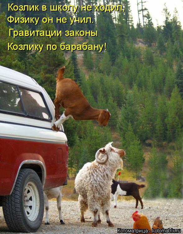 Котоматрица: Козлик в школу не ходил, Физику он не учил. Гравитации законы Козлику по барабану!