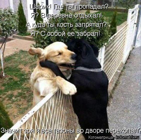Котоматрица: Шарик! Где ты пропадал? Я? В деревне отдыхал! А куда ты кость запрятал? Я? С собой ее забрал! Значит зря я все газоны во дворе перекопал?