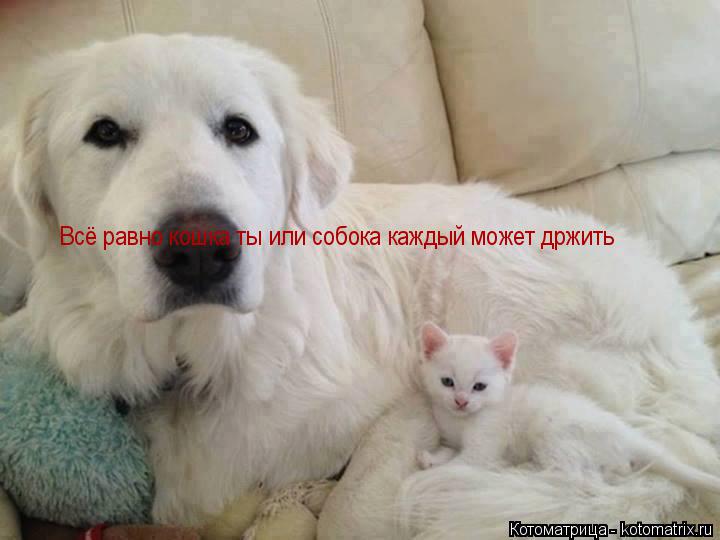 Котоматрица: Всё равно кошка ты или собока каждый может држить