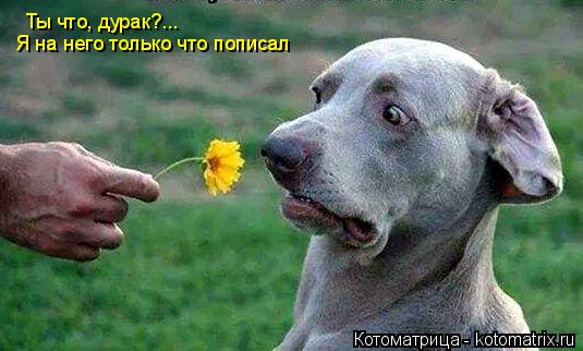 Котоматрица: Ты что, дурак?... Я на него только что пописал
