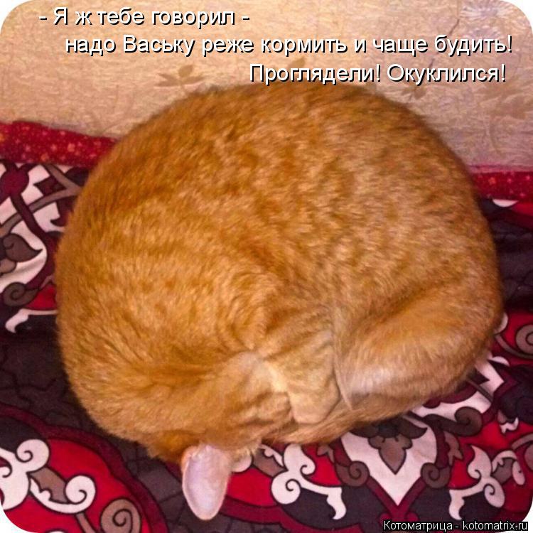 Котоматрица: - Я ж тебе говорил -  надо Ваську реже кормить и чаще будить! Проглядели! Окуклился!