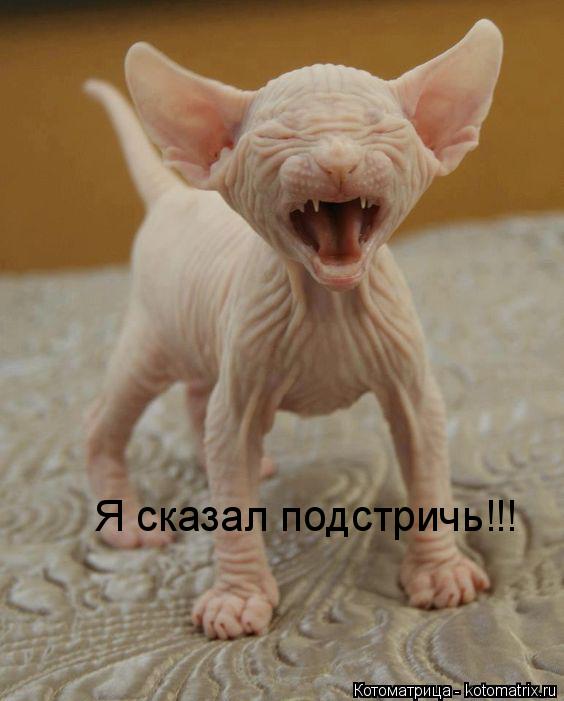 Котоматрица: Я сказал подстричь!!!