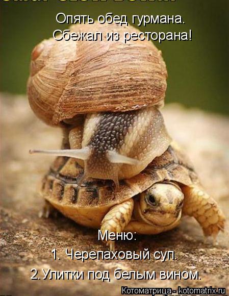 Котоматрица: Сбежал из ресторана! Опять обед гурмана. 1. Черепаховый суп. 2.Улитки под белым вином. Меню:
