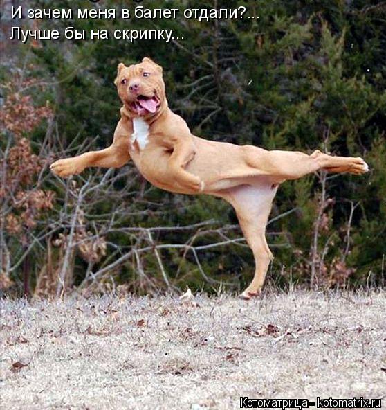 Котоматрица: И зачем меня в балет отдали?... Лучше бы на скрипку...