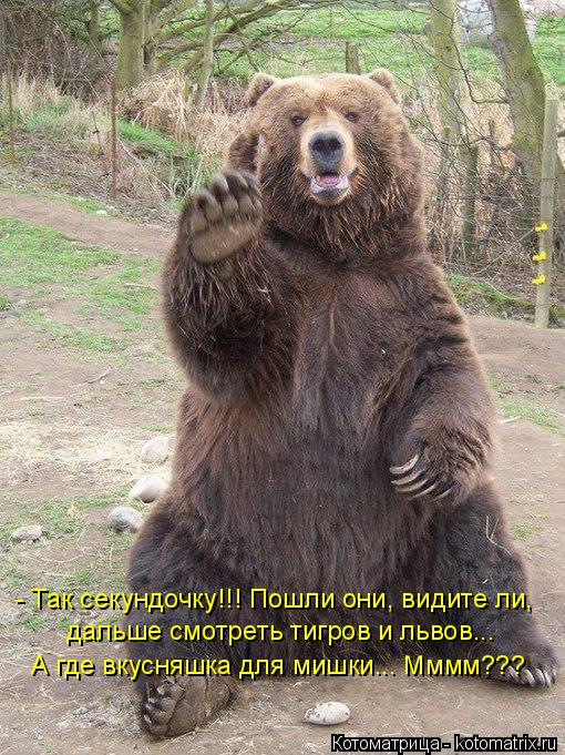 Котоматрица: - Так секундочку!!! Пошли они, видите ли, дальше смотреть тигров и львов... А где вкусняшка для мишки... Мммм???
